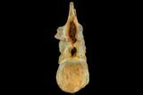 Spinosaurus Cervical Vertebra With Stand - Morocco #113038-7